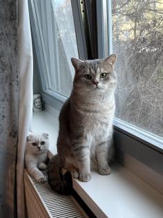 Scottish BKH mix Katze