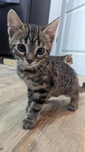 Katzenbabys Kitten Glückskatzen