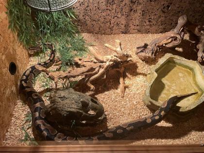 Königspython python regius