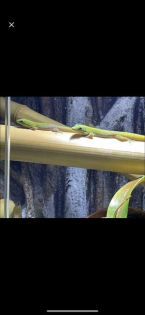 Phelsuma Laticauda Goldstaub-Taggecko
