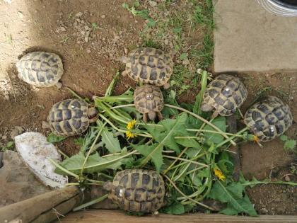 Testudo Hermanni Boettgeri Nachzuchten von 2014 und 2020 aus guter Freilandhaltung