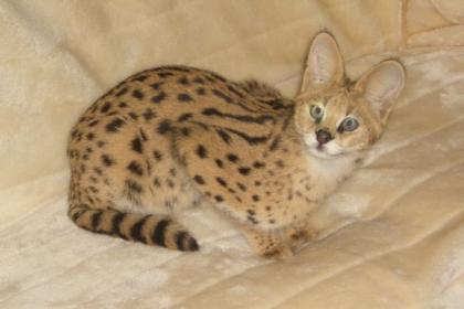 Serval Jungtier