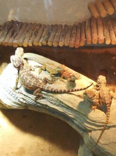 Bartagame Babys brauchen schnell ein neues Zuhause