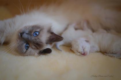 Heilige Birma Kitten mit Stammbaum aus Vereinsregistrierter Hobbyzucht