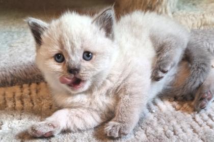 Zuckersüße BKh Kitten reinrassig suchen liebevolles Zuhause