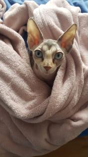 Junge Sphynx Katze sucht liebevolles zuhause