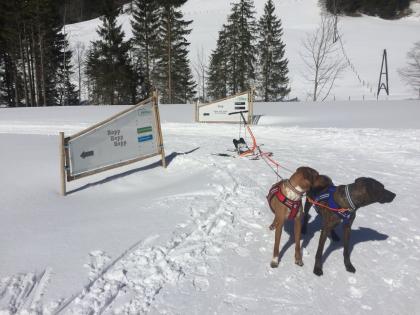 Bildhübscher schlauer Ridgeback Mix - 1x Rüde 8x Hündin