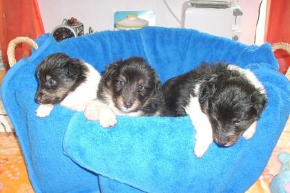 Sheltie Baby s -zobel-weiß und Tricolor
