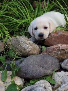 Labrador Welpen suchen dich