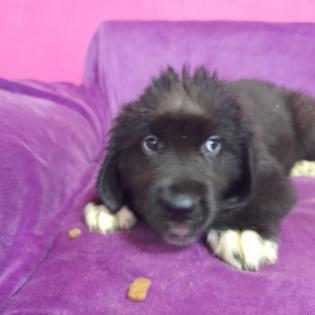Bernhardiner Mix Hunde