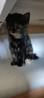 Heilige Birma Mix Kitten