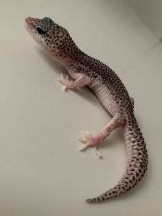 1. 0 Mack super Snow Het Diablo Blanco Leopardgecko Männchen Enz 23 abzugeben Übergabe Hamm möglich