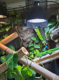 Riesentaggecko/Phelsuma grandis
