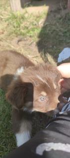 Australian Shepherds