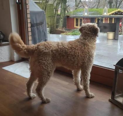 Ollie sucht ein passendes Zuhause