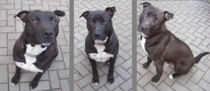 Rocco 1 Jahr alt leider aus prviaten Gründen abzugeben