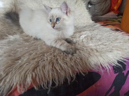 Abgabebereit Sibirische Kätzchen Neva Masquarade Kitten weiß Katze