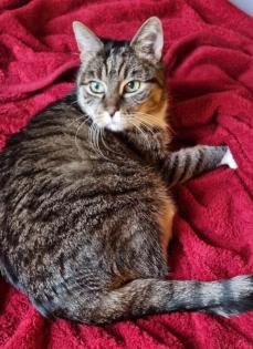 LUCY - europäische Hauskatze - 16 Jahre - Tierhilfe-Franken e. V.