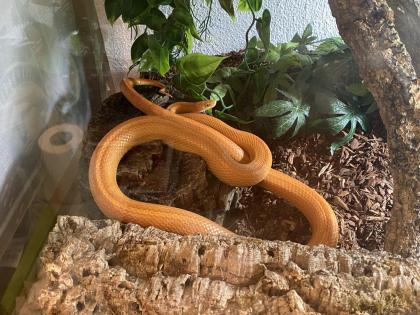 Kornnatter männlich inklusive Terrarium verhandelbar