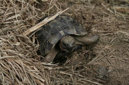 Maurische Landschildkröten Testudo graeca ibera eigene Nachzuchten von 2023 22 21 und 20.