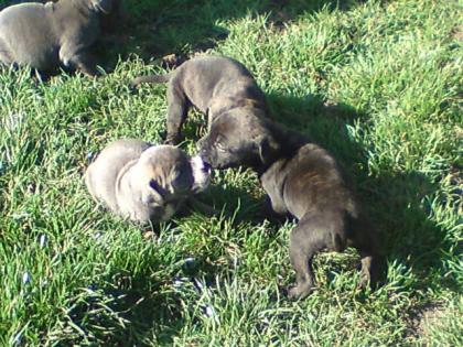 9 süsse kleine mixwelpen aus mastino napilitano und staffort suchen ein liebevol