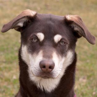 Bluna - Husky-Mix-Weimaraner - 8 Monate - Tierhilfe-Franken e. V.