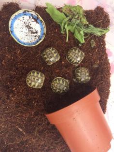 Griechische Landschildkröten 6 Stück - Schlupf Anfang Sept. 2022