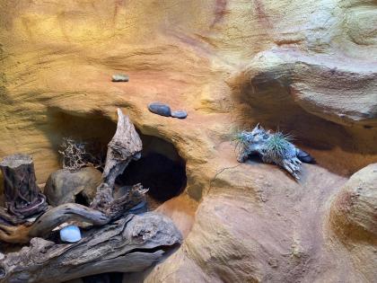 Schönes Terrarium komplett eingerichtet mit 2 Leopard-Geckos