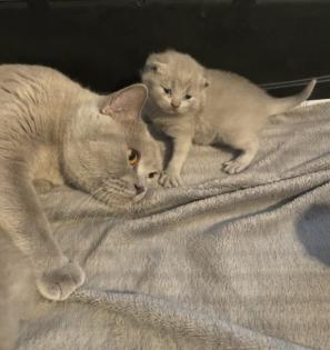 Bkh Kitten alle lilac
