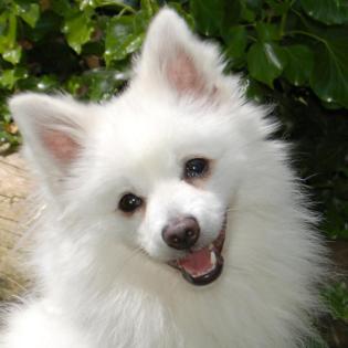 DAFFY - Kleinspitz - 2 Jahre - Tierhilfe-Fanken e. V.