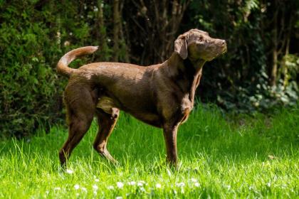 BRONCO - junger Labrador - 2 Jahre 8 Monate - Tierhilfe-Franken e. V.
