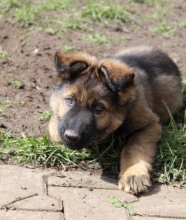 Ork Rüde Welpe Altdeutscher Schäferhund DDR Linien