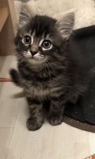 Süße verschmuste Britisch Kurzhaar Britisch Langhaar und mix Kitten Katzenbabys aus liebevoller Zuc