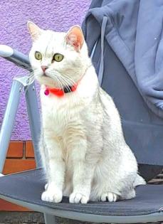 Scottish Straight Kitten