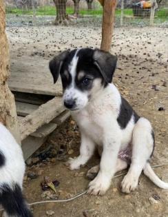 Lasse sucht ein passendes Zuhause