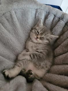 Bkh Kätzchen Jungen Black Silver Tabby Whiskas Bärchen