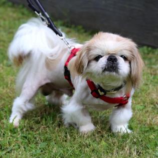 OPI ROCKY - Tibet-Spaniel - 13 Jahre - Tierhilfe-Franken e. V.