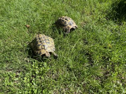 Zwei männliche griechische Landschildkröten abzugeben