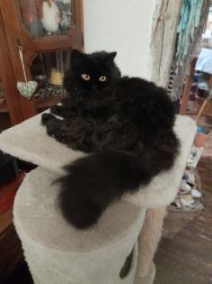 Typvoller junger BKH Kater mit Ahnentafel geimpft entwurmt gechipt kastriert aus HCM PKD fre