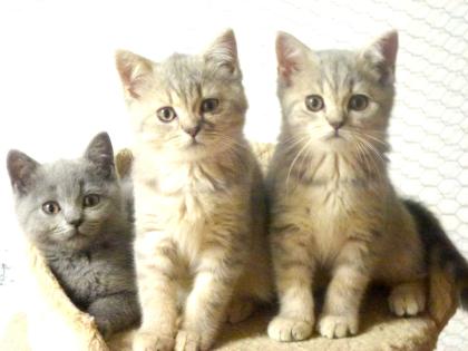 Reinrassige süße Britisch-Kurzhaar Kitten warten auf Dich