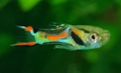 Endler Guppy Gruppe abzugeben nur noch bis 14. 07.