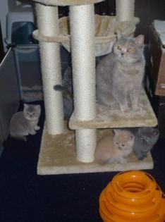 Reinrassige süße Britisch-Kurzhaar Kitten warten auf Dich