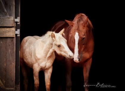 American Paint Horse Stute 06/2020 Palomino