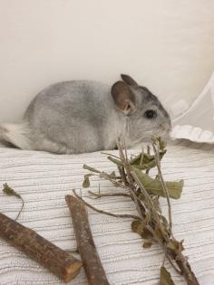 Chinchillajungtiere Angora