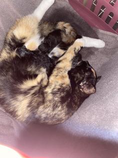 Trines Kitten suchen ein zu Hause