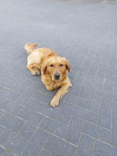 Deckrüde Golden-Retriever mit Erfahrung