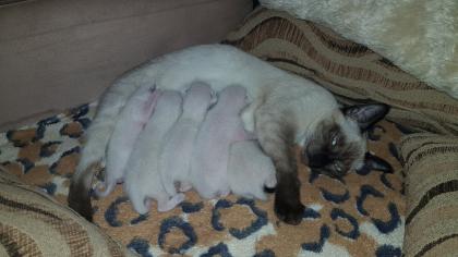 5 reinrassige Thai Siam Seal Point Kitten