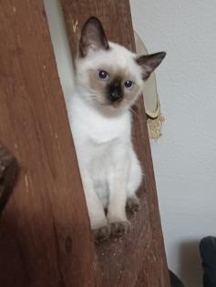 Siam /Thai Kitten Seal Point Babys Kätzchen. Abgabebereit.