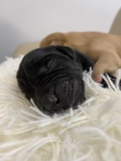 Labrador Welpen reinrassig Babylabradore