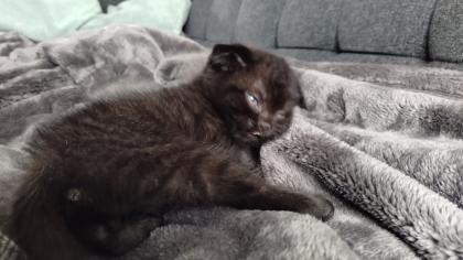 Süße Kitten m und w suchen ein neues Zuhause
